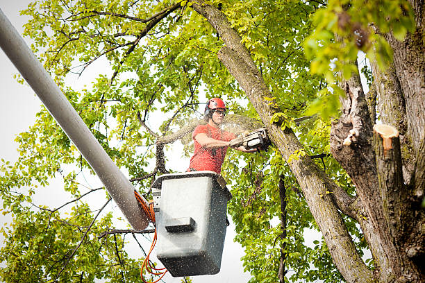 How Our Tree Care Process Works  in  Glassboro, NJ