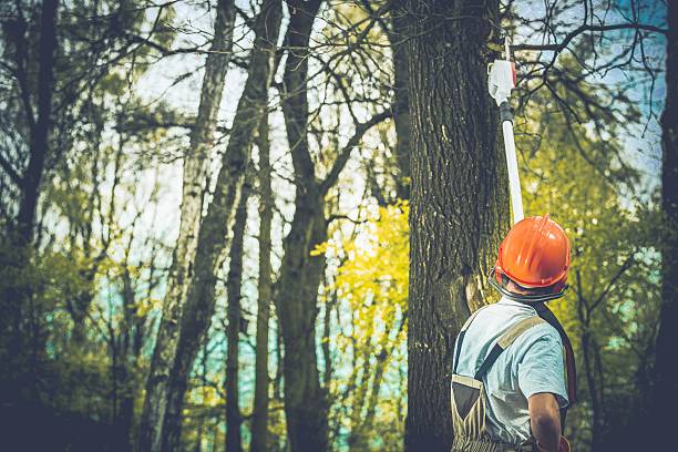 Reliable Glassboro, NJ Tree Care Solutions